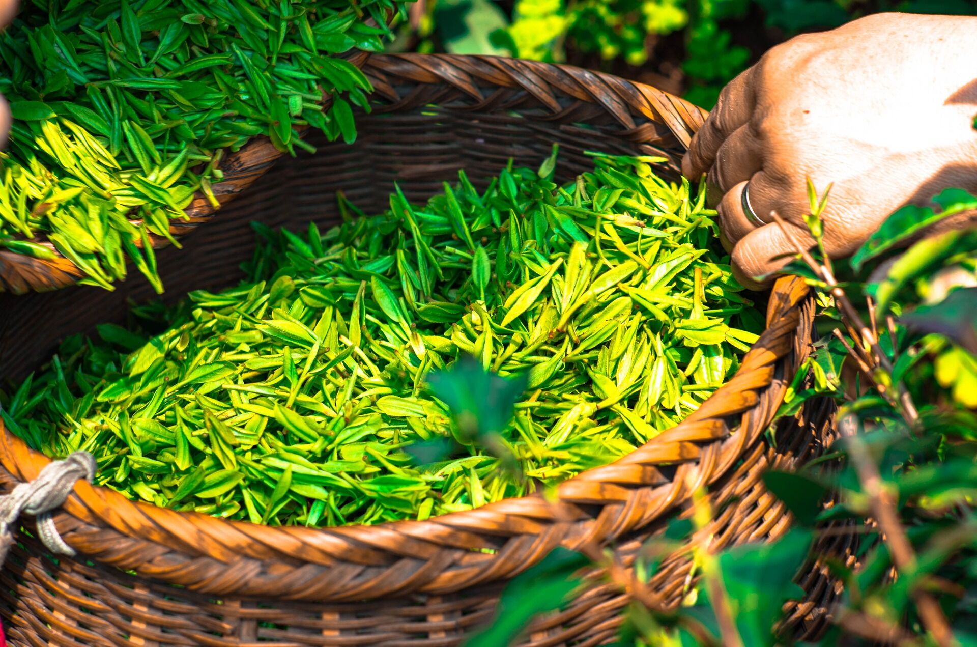 tea-1309015_1920