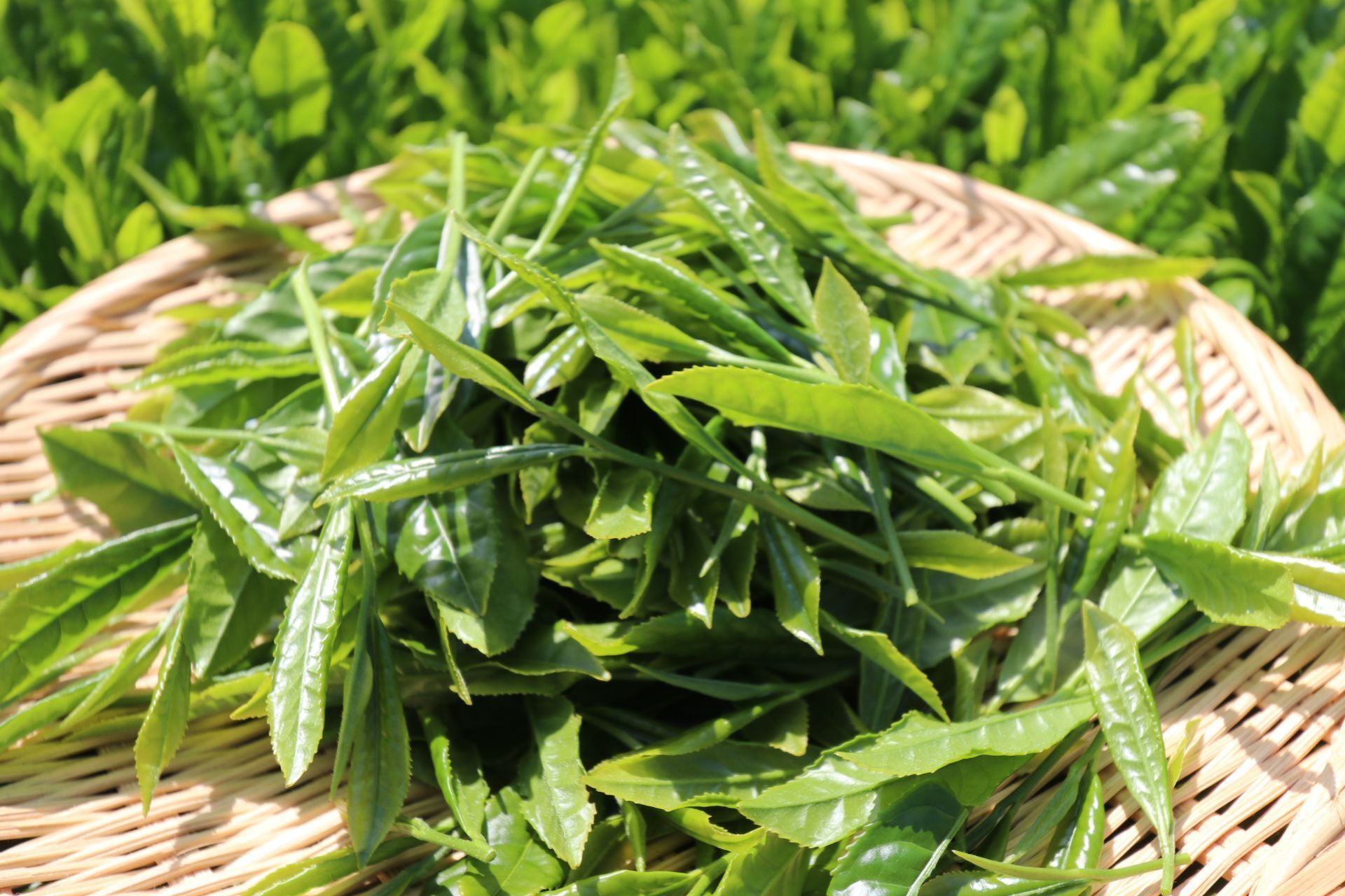 静岡の美味しいお茶の茶葉